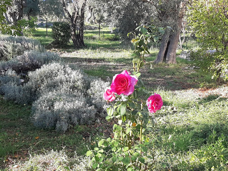 In our garden, the beauty of nature luckily preserved although winter is approaching ...